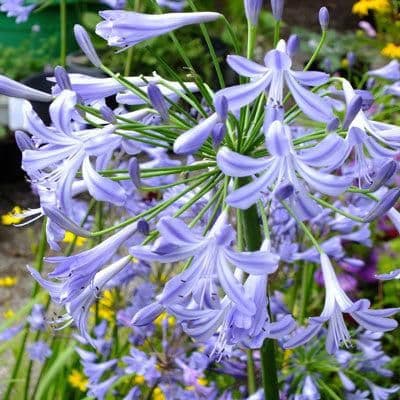 1 x AGAPANTHUS umbellatus Blue Umbrella - 9cm Pot