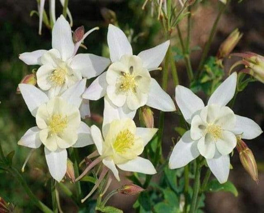 1 x Aquilegia Caerulea Spring Magic White - 2L Pot