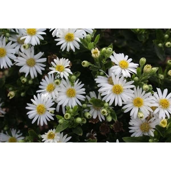 1 x ASTER ager. Starshine - 9cm Pot