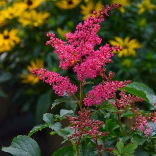 1 x ASTILBE x arendsii Rose - 9cm Pot