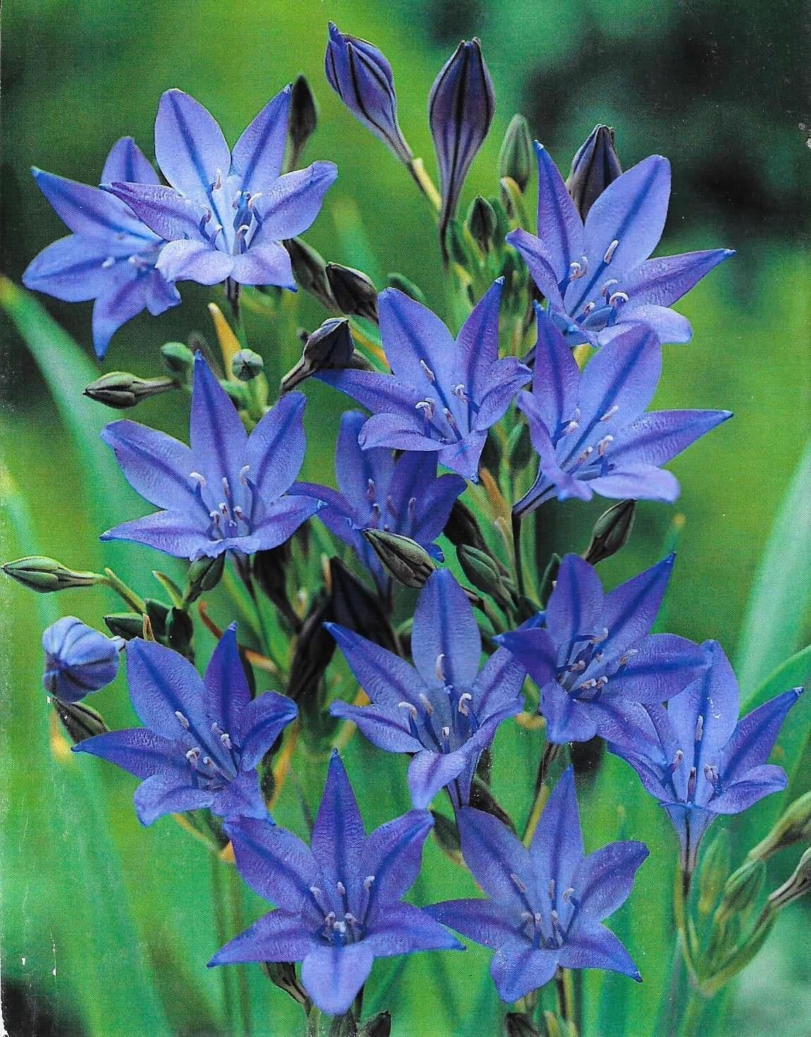 1 x BRODIAEA laxa Queen Fabiola 5/6cm x 15 Bulbs