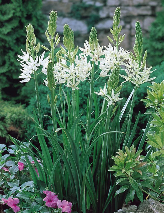 1 x CAMASSIA leichtlinii Alba 12/14cm x 1 Bulbs