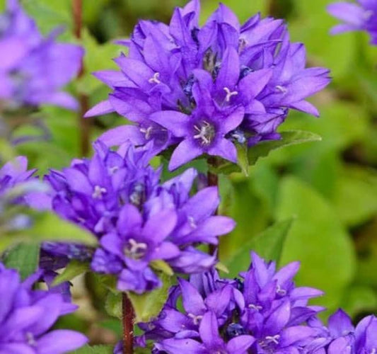 1 x Campanula Glomerata Acaulis - 9cm Pot