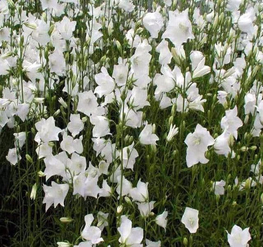 1 x Campanula persicifolia White - 2L Pot