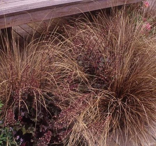 1 x Carex Buchananii Red Rooster - 2L Pot