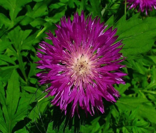 1 x Centaurea Dealbata - 9cm Pot