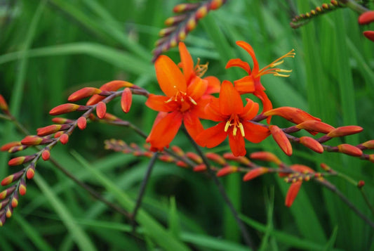 1 x Crocosmia masoniorum - 9cm pot