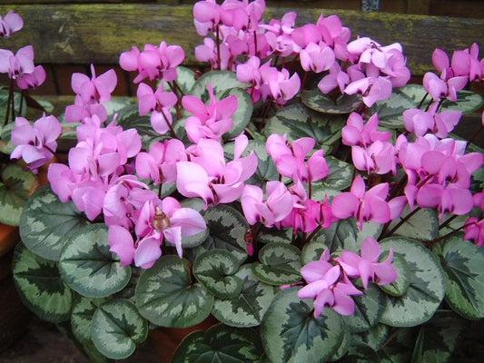 1 x CYCLAMEN coum x Pink - 9cm Pot