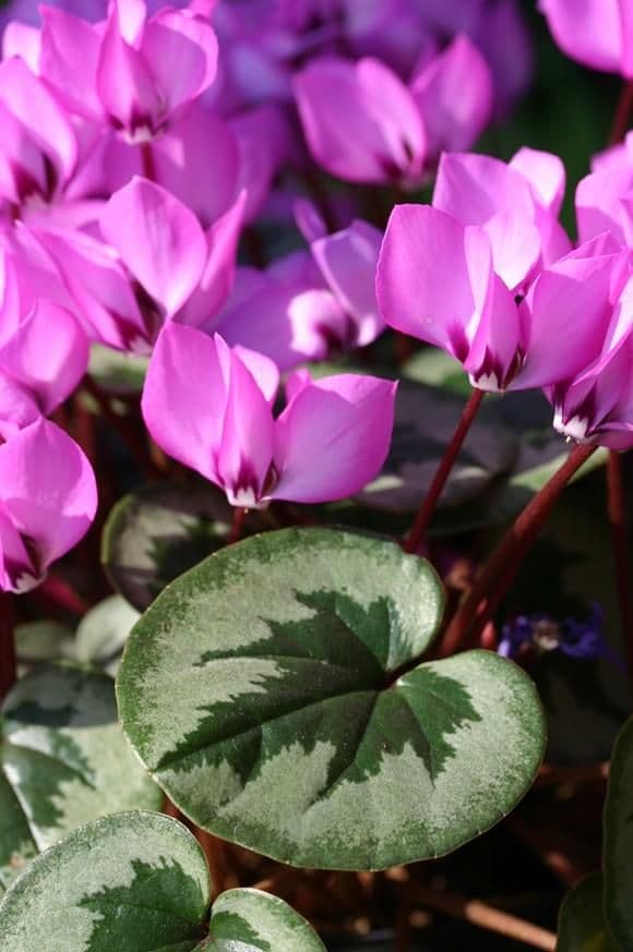 1 x CYCLAMEN coum x Rose Silver Leaf - 9cm Pot