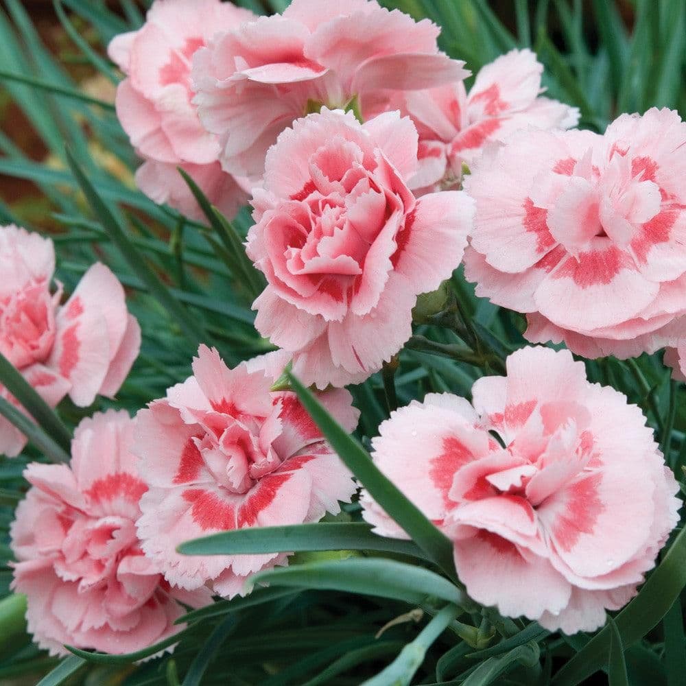 1 x DIANTHUS Doris - 9cm Pot