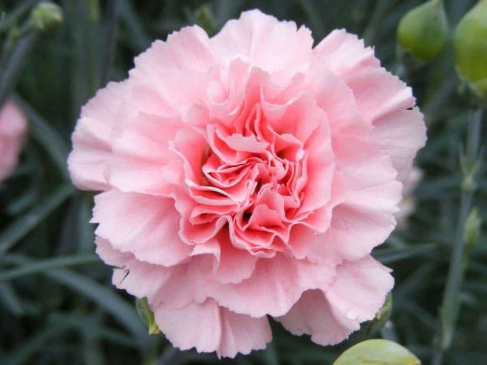 1 x DIANTHUS Letitia Wyatt - 9cm Pot