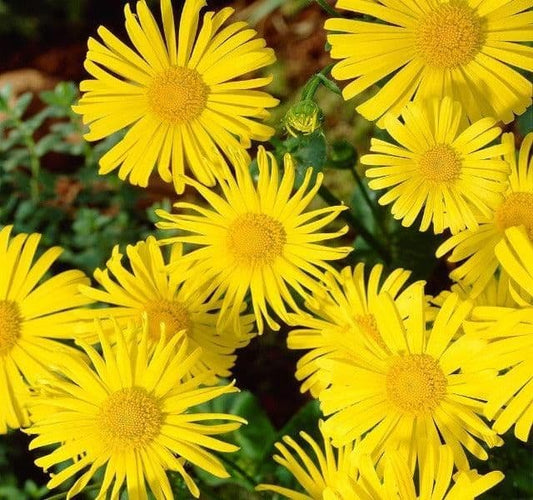 1 x Doronicum Orientale Leonardo - 9cm Pot