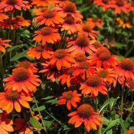 1 x ECHINACEA purpurea Lakota Orange - 9cm Pot