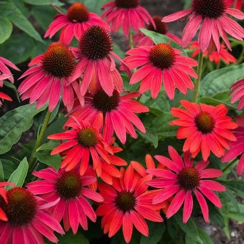 1 x ECHINACEA purpurea Lakota Red - 9cm Pot