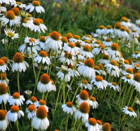 1 x Echinacea Purpurea PowWow White - 2L Pot