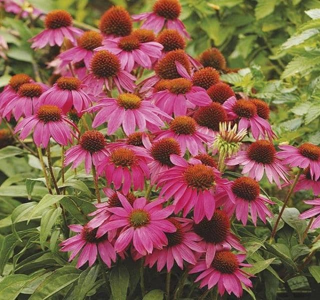 1 x Echinacea Purpurea PowWow Wild Berry - 9cm Pot