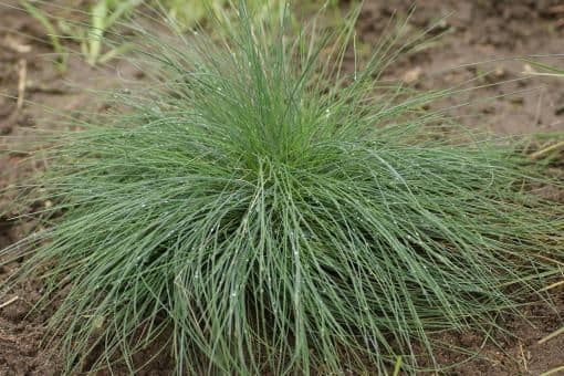 1 x Festuca cinerea Festina - 9cm pot