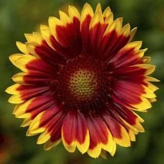 1 x GAILLARDIA aristata Sunrita Red Yellow tip - 2L Pot