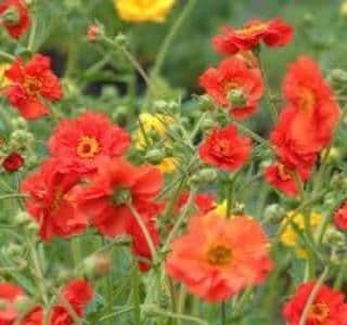 1 x GEUM Mrs Bradshaw - 2L Pot