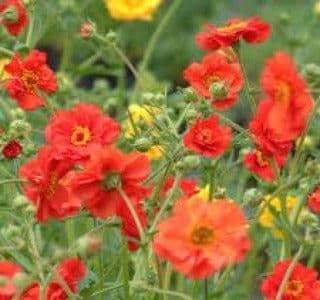 1 x GEUM Mrs Bradshaw - 9cm Pot