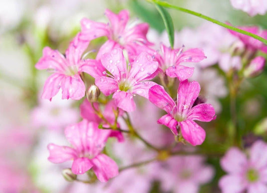 1 x GYPSOPHILA respens Filou Rose - 9cm Pot