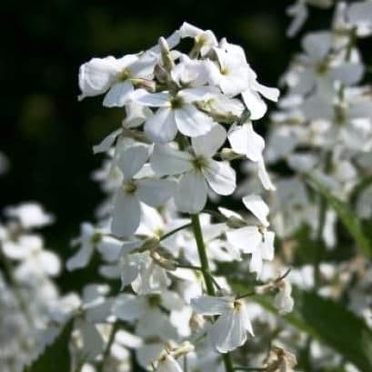 1 x HESPERIS matronalis var. albiflora - 9cm Pot