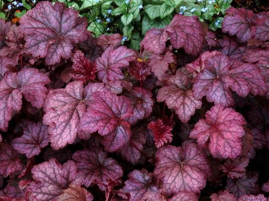 1 x HEUCHERA Amethyst Myst  (PBR) - 2L Pot