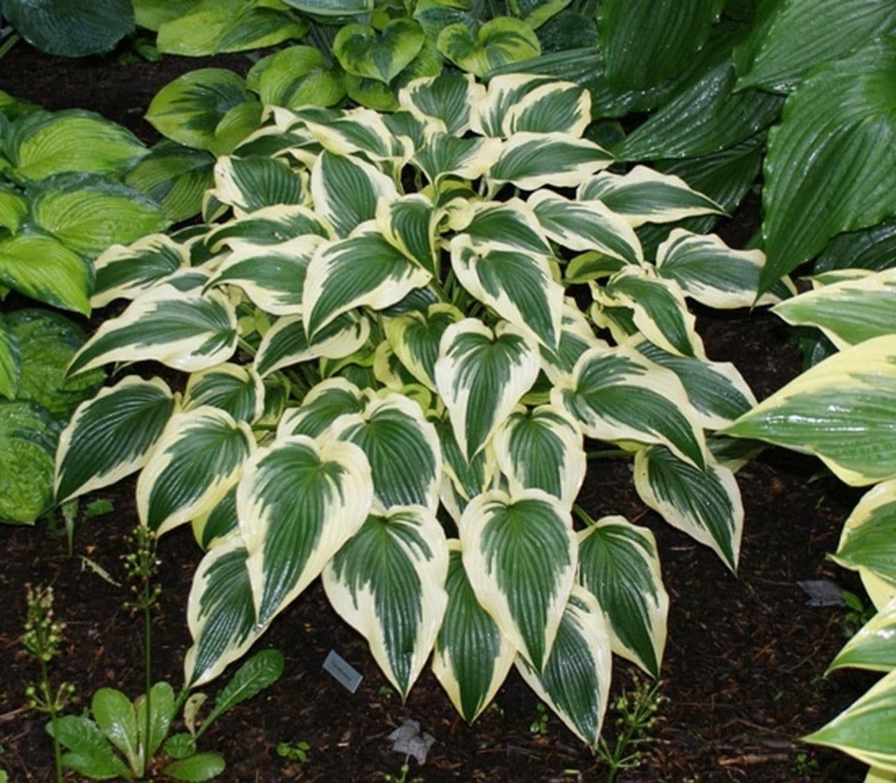 1 x HOSTA Fantabulous - 2L Pot