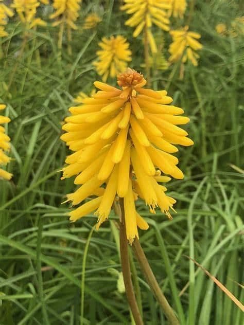 1 x Kniphofia Banana Popsicle - 9cm pot