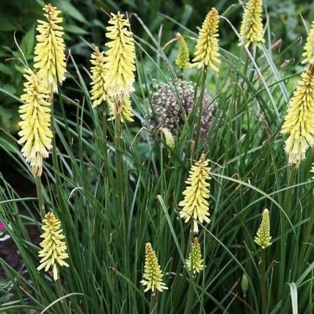 1 x Kniphofia 'Little Maid'- 9cm pot