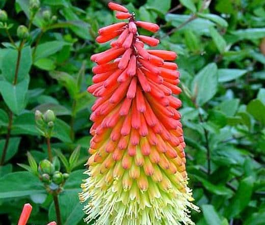 1 x Kniphofia Uvaria Royal Castle - 2L Pot