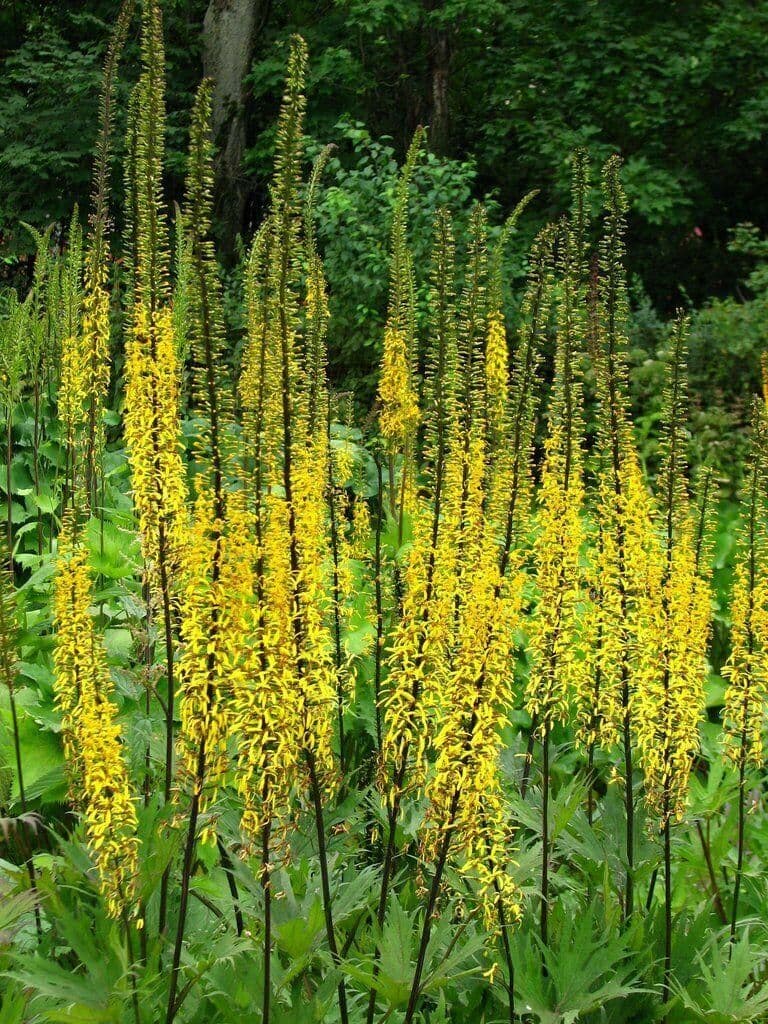 1 x Ligularia Przewalskii - 9cm Pot