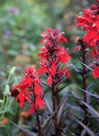 1 x Lobelia cardinalis Queen Victoria - 2L Pot