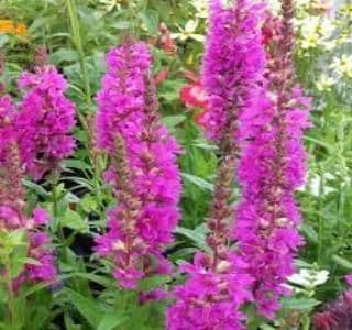 1 x Lythrum salicaria Robert - 9cm Pot