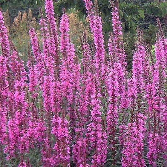 1 x LYTHRUM virgatum Dropmore Purple - 9cm Pot