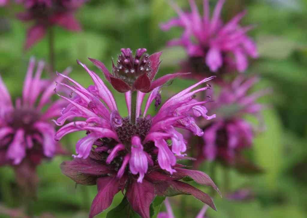 1 x Monarda 'Baby Spice' - 9cm Pot