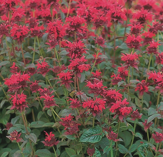 1 x Monarda Didyma Red Shades - 9cm Pot