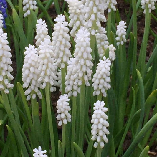 1 x MUSCARI botryoides Album 5/6cm x 10 Bulbs