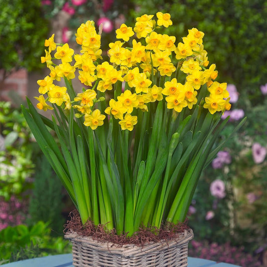 1 x NARCISSUS Grand Soleil d'Or 13/15cm x 2 Bulbs