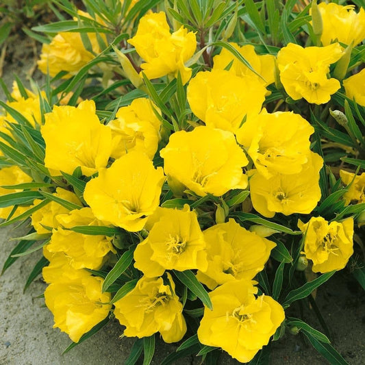 1 x Oenothera Macrocarpa - 9cm Pot