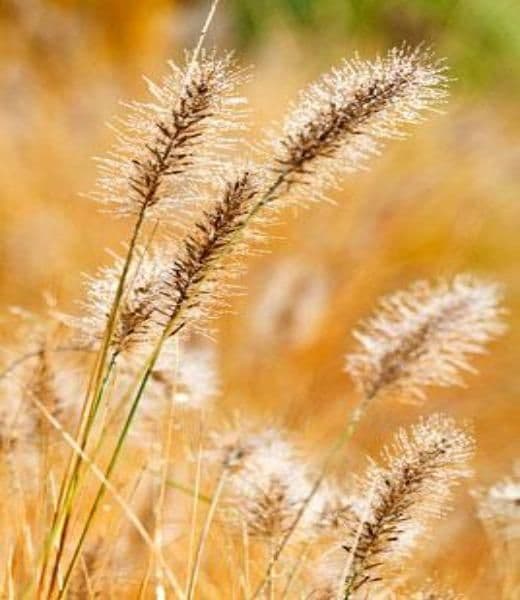 1 x PENNISETUM alopecuroides - 9cm Pot