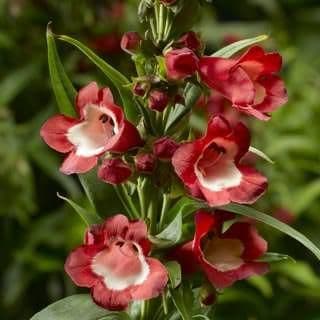 1 x PENSTEMON Party Bells Red - 9cm Pot