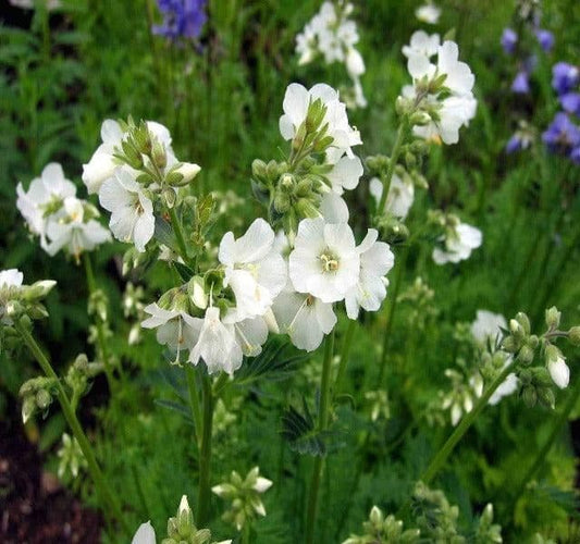 1 x Polemonium Caeruleum Alba - 9cm Pot