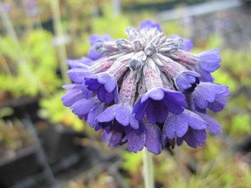 1 x Primula Capitata Noverna Deep Blue - 2L pot