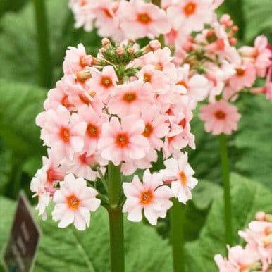 1 x Primula japonica 'Apple Blossom' (Pf) - 9cm pot