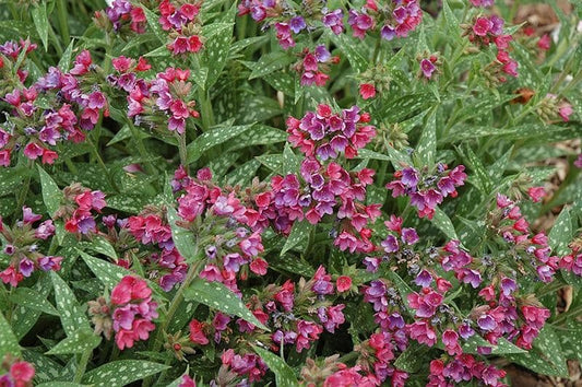 1 x Pulmonaria 'Raspberry Splash' - 9cm pot