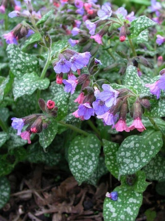 1 x PULMONARIA saccharata Mrs Moon - 9cm Pot