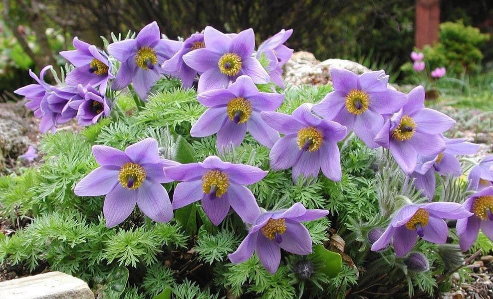 1 x PULSATILLA vulgaris Lilac - 9cm Pot