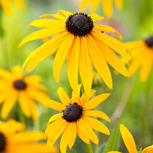 1 x RUDBECKIA fulgida sullivantii Goldsturm - 2L Pot