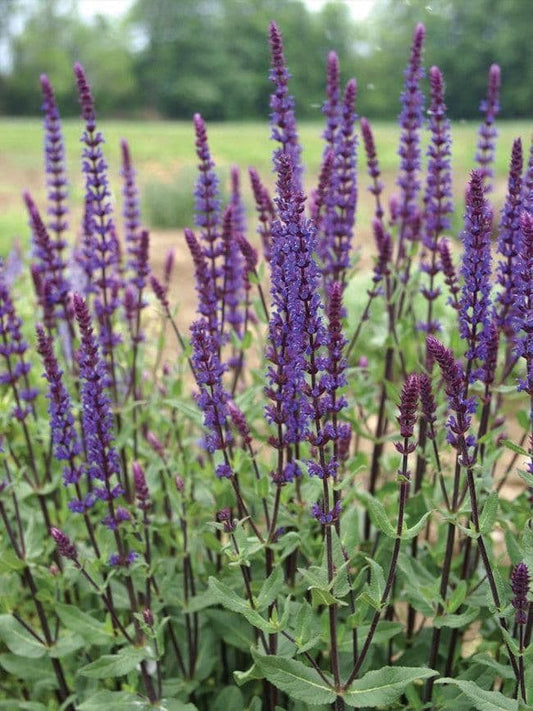 1 x SALVIA nemerosa Caradonna - 2L Pot